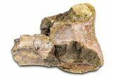 Triceratops Metatarsal Bone Section - Wyoming #371522-1